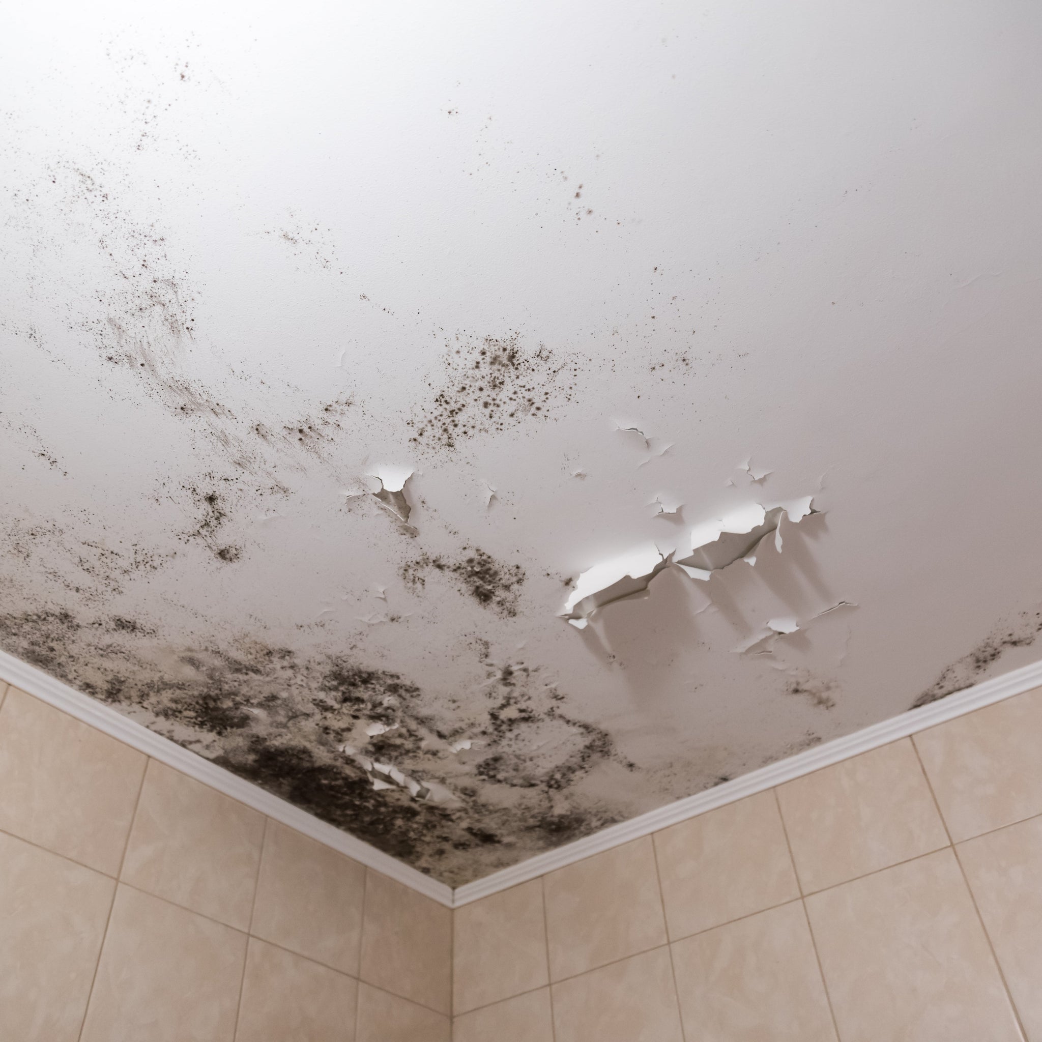 A Clean House Free of Mold and Mildew Is Essential for Your Health and Home
