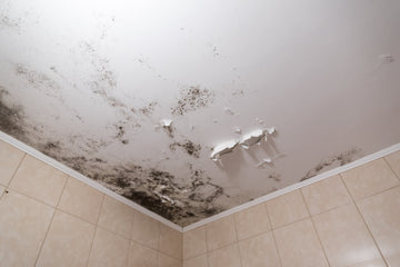 A Clean House Free of Mold and Mildew Is Essential for Your Health and Home