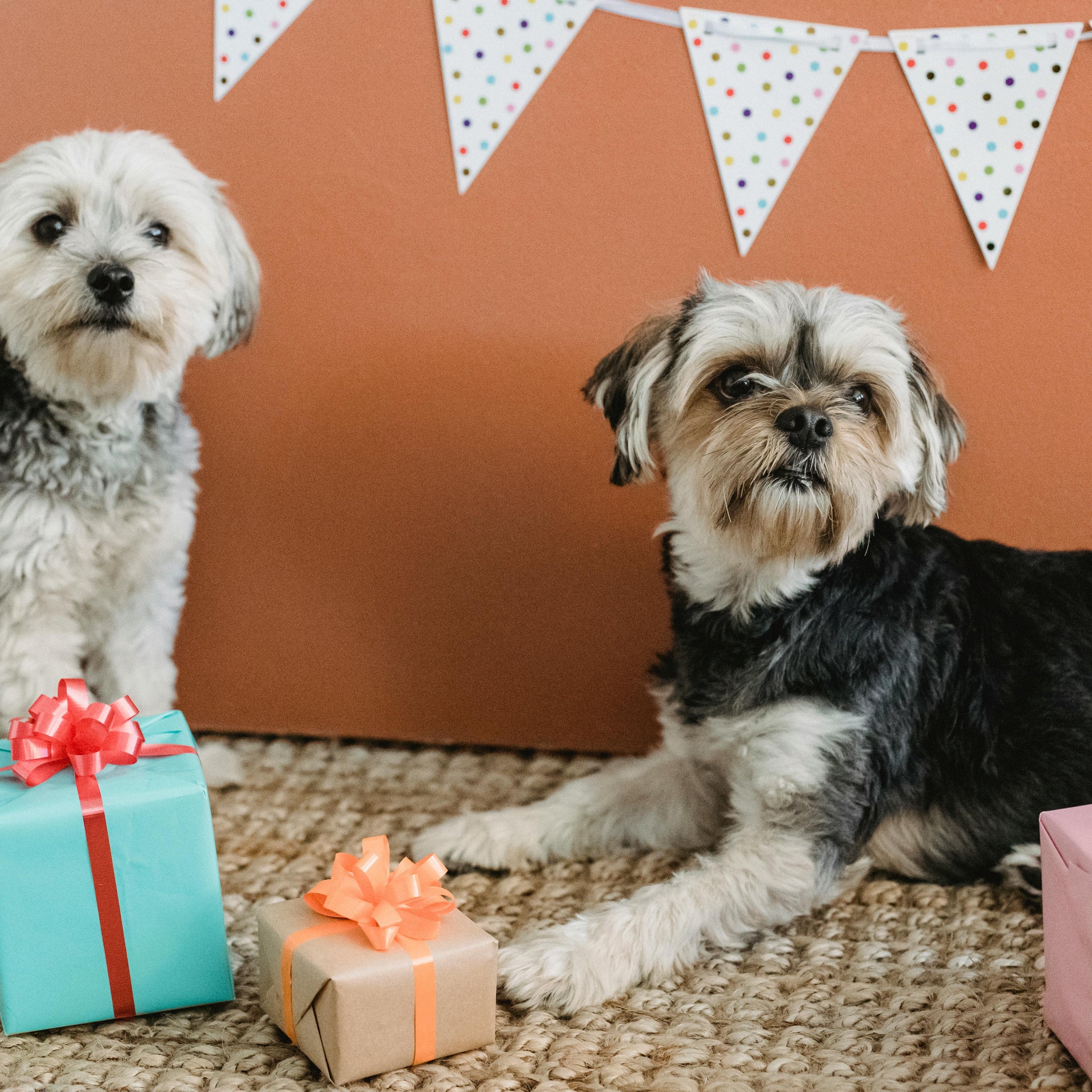 Gifts for Pets