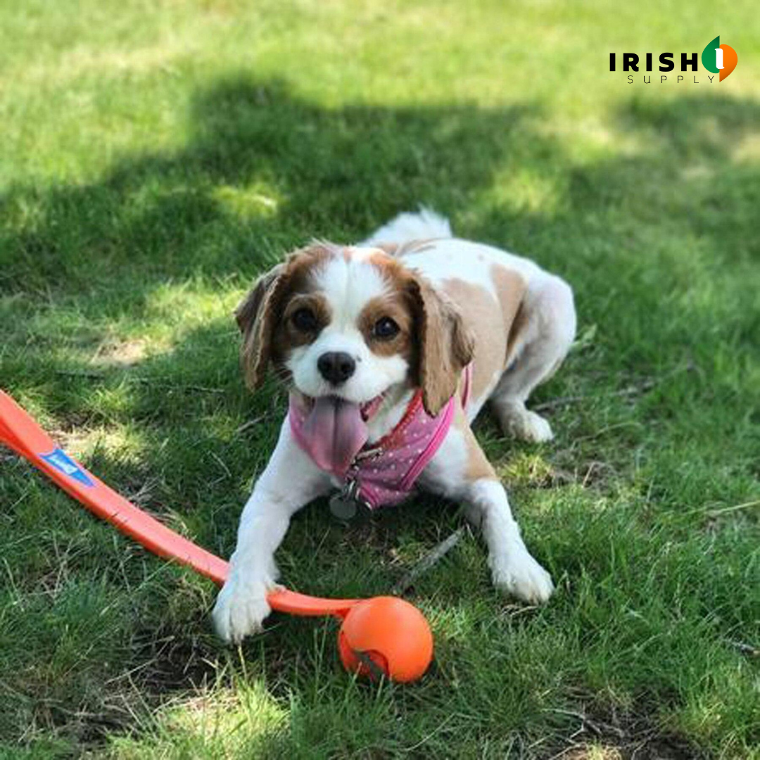 Irish Supply, TENNISTOSS Pet Tennis Ball Launcher