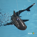 Irish Supply, SHARKY, Remote Controlled Swimming Shark Toy