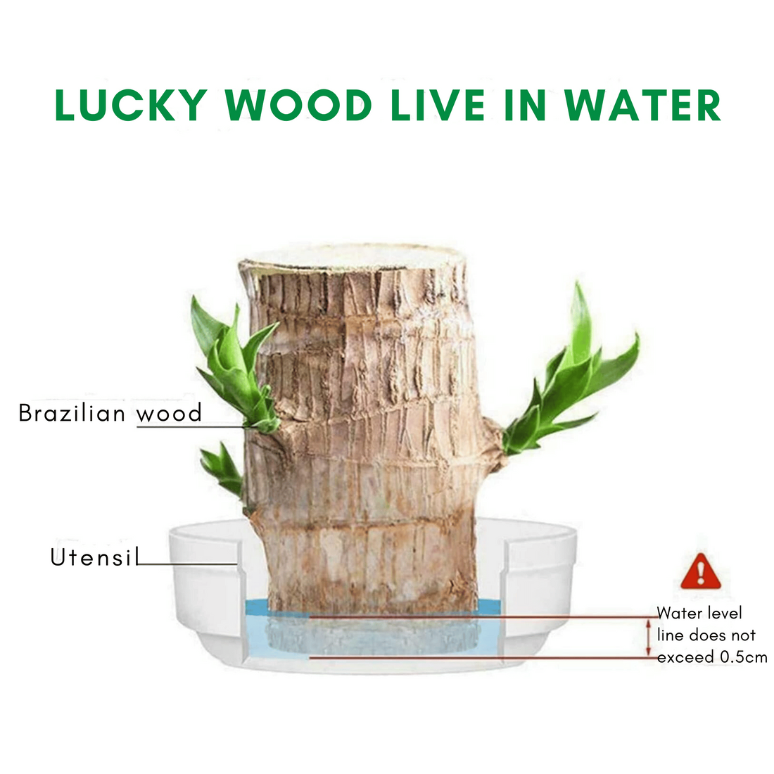 FORTUNELEAF Brazilian Wooden Hydroponic Tree
