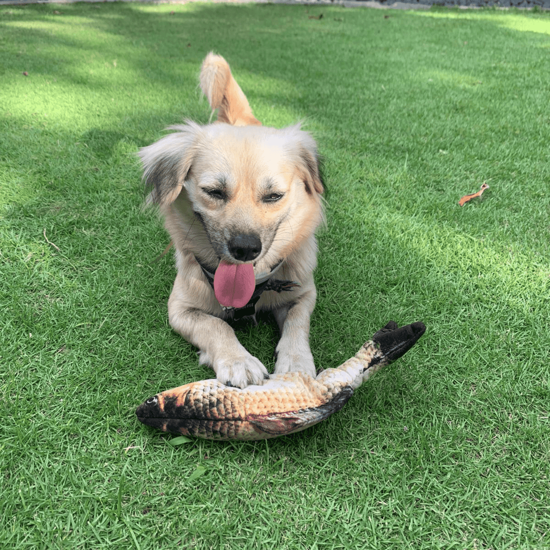 Irish Supply, FLOPPY Realistic Fish Toy For Dogs and Cats